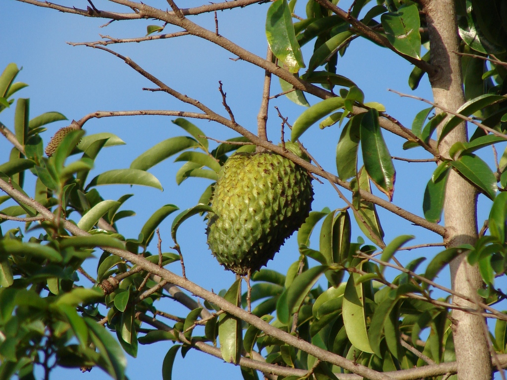 Exotic fruit in Costa Rica