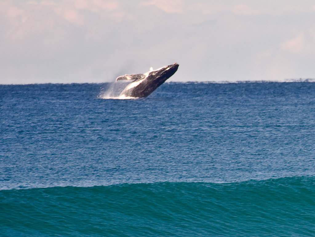 offshore winds in Playa Grande, Costa Rica 