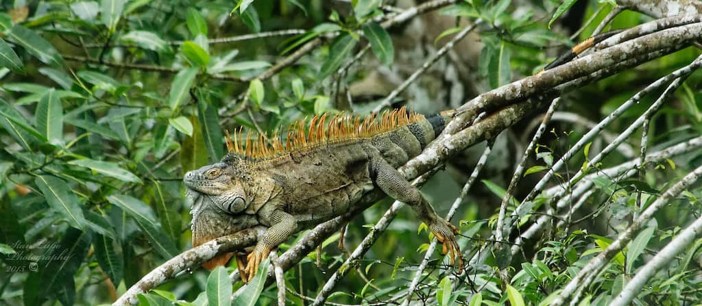 How to Stay in the Know in Playa Grande, Costa Rica