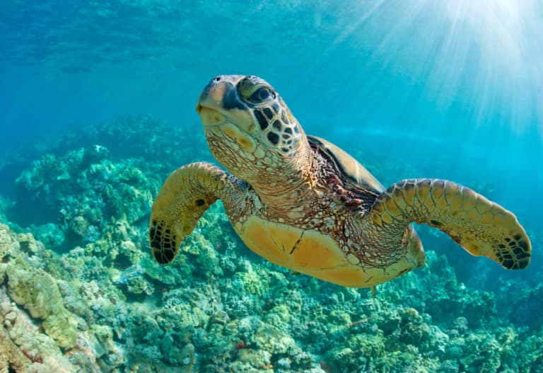 Green sea turtle swimming in ocean.